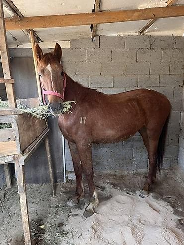 продаю лошадь: Продаю | Жеребенок | Рабочий — 2