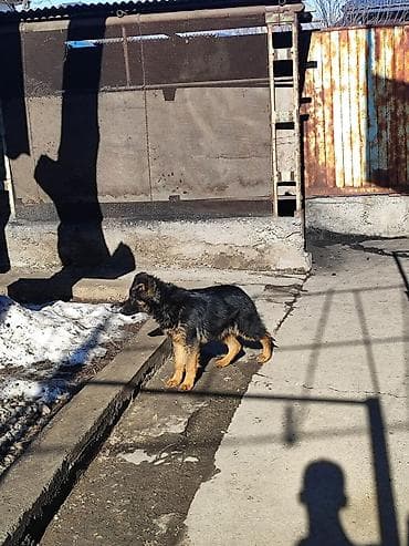 восточно европейская овчарка цена: Продаю немецкую овчарку 4 месяца с прививкой на фото родители — 3