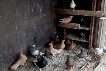сколько стоят перепёлки: Бакинские, американские по 300 сом. Сиреневый голубь играет 1200 сом — 1