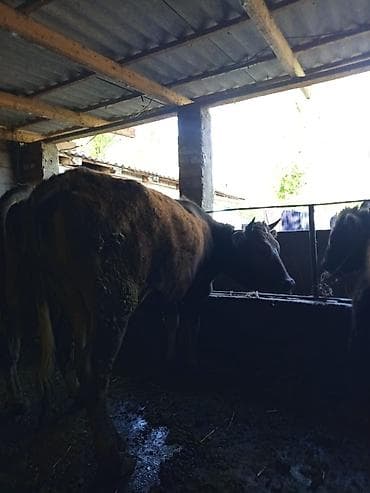 один штук: Продаю | Тёлка | На откорм | Привязанные — 2