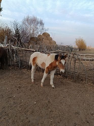 жеребая: Продаю | Жеребенок | Полукровка | Рабочий — 5