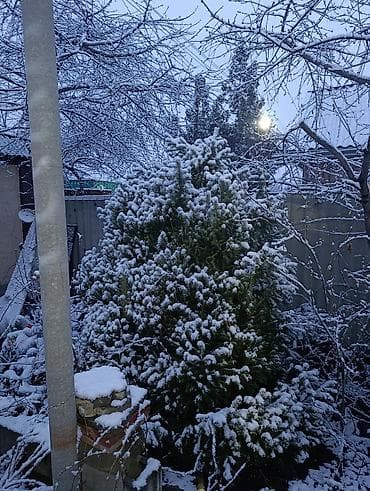 драцена купить: Ели и пихты для участка/декора - Крупномеры 3–5 м: густые, ровные, с — 2