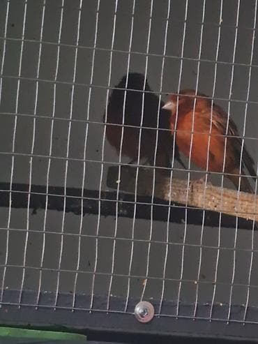 ит ош итер: Канарейки декоративные (разных окрасов) - Порода: домашние канарейки — 3