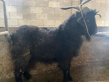 богоз уй: Продаю | Козёл (самец) | На забой, Для разведения — 2