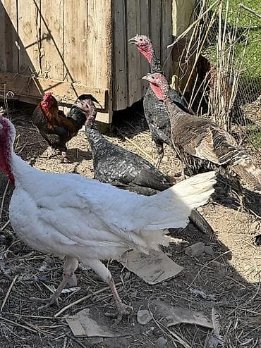 большой попугай: Самки и самцы — 9