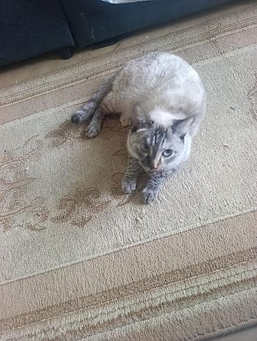 Девочка, Приучена к лотку