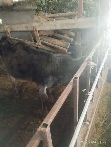 продаю музоо торпок корова самка бык самец айрширская ангус алатауская на забой для разведения на откорм племенные нетель привязанные: Сатам | Музоо | Аргын | Бордоп семиртүү үчүн — 2