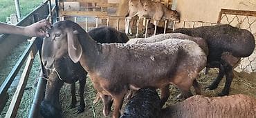 кошка ориентал: Продаю | Баран (самец) | На забой — 1