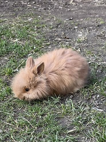 форма для декоративная камня: Декоративные кролики (длинношёрстные, тип львиноголовый/карликовый) — 10