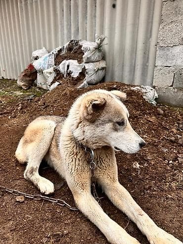 Щенок алабая 6 месяцев самка