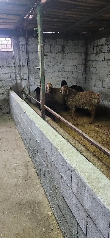 беде алам: Продаю | Баран (самец) | Гиссарская, Арашан — 3