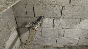 корм для птенцов волнистых попугаев: Продаются голуби: Голубка ореховая такла, бакинцы, узбекские. Цены — 10