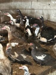 туркменский алабай: Продаю уток — 10