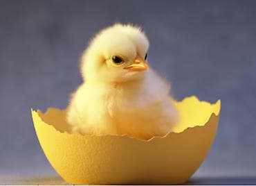 Продаю суточных цыплят.домашние.40сом