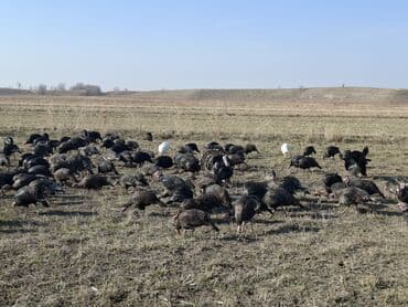 продажа щенков немецкой овчарки с документами в бишкеке: Сатам | Ургаачы күрп (ургаачы), Балапан күрп | Кара ханзаада, Түндүк Кавказ | Союуга, Көбөйтүү үчүн | Асыл тукумдуу — 29