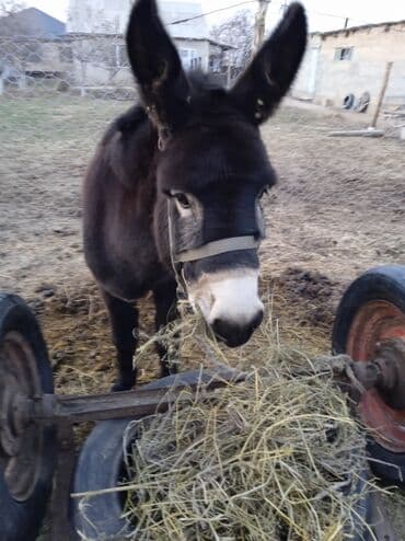 Кемирүүчүлөр: Домашний осёл, тёмной масти с белой мордой. Компактный, выносливый — 3