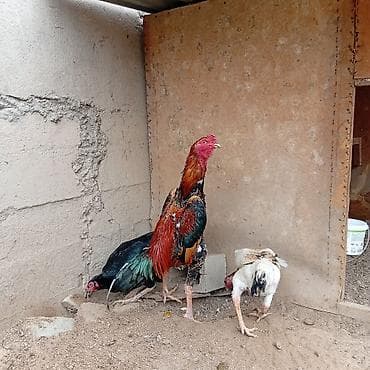 меняю на кур: Продаю | Инкубационные яйца | Бойцовая | Для разведения — 4