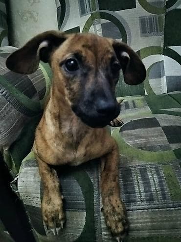 бекер берилет: Продаю породистую собачку миниатюрная такса умная послушная к туалету — 5