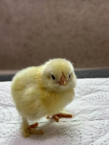 рыба для аквариума: Продаю | Цыплята | Домашняя | Для разведения — 1