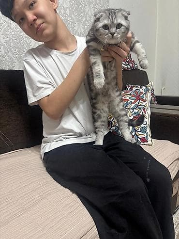 Другие животные: Скотиш Фолд (Шотландская вислоухая), 6 месяцев, Мальчик, Серый, Приучена к лотку, Проглистована, С документами — 3