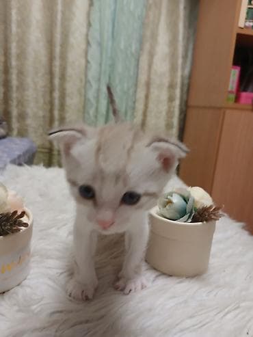 scottish fold: Продаю вислоухих котята. 3.500сом. г Кант. самовывоз — 1