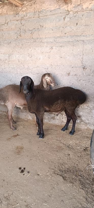 Продаю | Баран (самец) | Для разведения