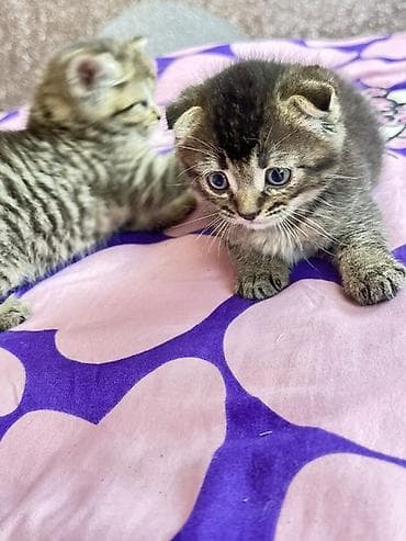 скот лошади: Шотландские вислоухие котята (Scottish Fold) мальчик - Окрас — 2