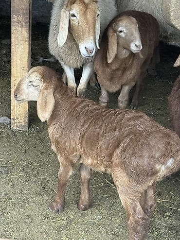 4 5мм: Сатам | Ургаачы кой (ургаачы) | Арашан | Көбөйтүү үчүн | Ургаачы — 5