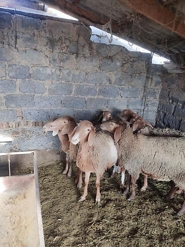 дакан цыпленок: Продаю | Овца (самка) | Арашан | Для разведения | Матка, Ярка — 4