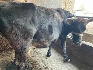 сколько стоит собака породы доберман: Продаю | Корова (самка) | Швицкая | Для молока | Искусственник — 2