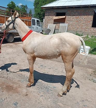 продам сову: Продаю | Конь (самец), Жеребец, Жеребенок | Для разведения, Рабочий, Конный спорт — 2