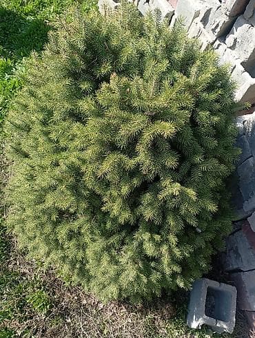 Ель карликовая (шаровидная/кустовая форма) для декоративного