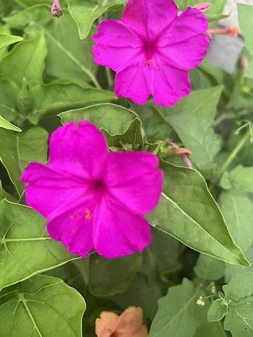 семенной: МирАбилис (ночная красавица, Mirabilis jalapa) — декоративное — 1