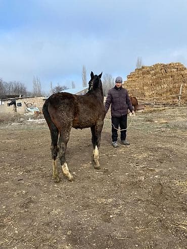 кара балта уй сатылат: Сатам | Тай | Аргын — 4
