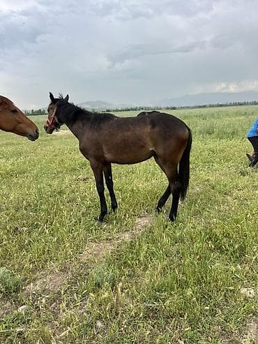 рыбы в аквариум купить: Продаю | Кобыла (самка) | Английская | Для разведения | Племенные — 4