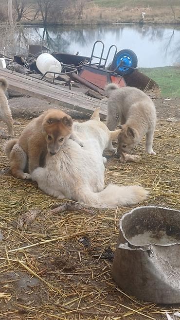 ЩенкиЗаподносибирской лайки, крепкие, с плотной шерстью, стоячими