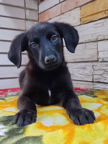 кокер спаниель бишкек: Мальчик ищет дом. Привезём сами. Дважды привит — 2