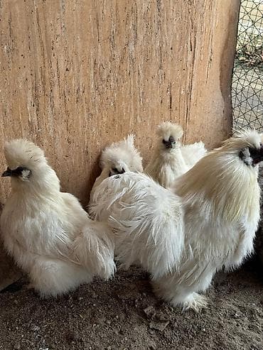 для птицы: Продаю шелков петух кур — 2