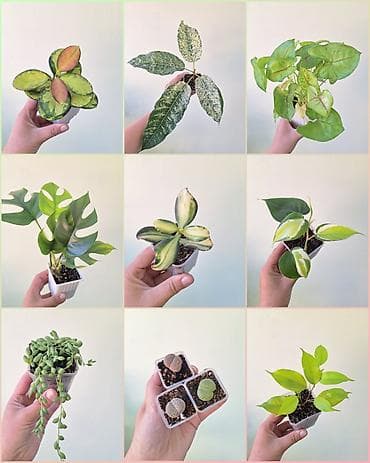 отдам даром комнатные цветы: 🌿 Комнатные растения/цветы (детки/молодые растения). 🪴 Названия и цены — 1
