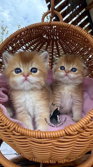 кошка черная: Скотиш Фолд (Шотландская вислоухая), 1 месяц, Мальчик, Золотая шиншилла, Приучена к лотку, Проглистована, С документами — 1