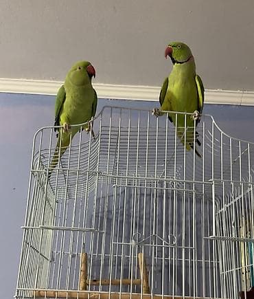ожиреловый попугай: Ожереловые попугаи (пара) два года Два попугая с большими двумя — 2