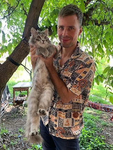 нужны: Кошка даром: Беспородная, 2 года, Мальчик — 3