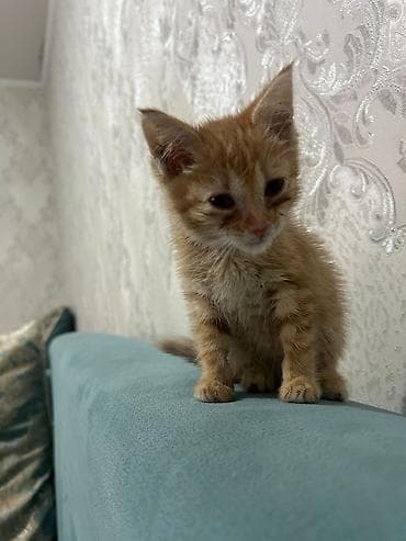 scottish fold: 2 месяца, Девочка — 1