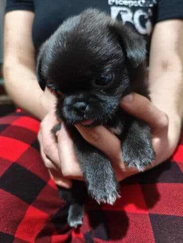 Вязка собак: Мопс, 1 месяц, Самец — 2