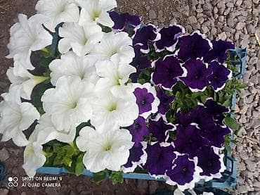 петунья цветы: Рассада цветущих однолетников в кассетах - Бархатцы (Tagetes) — 10