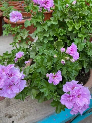 асбест бишкек: Пеларгония (плющелистная) — 5