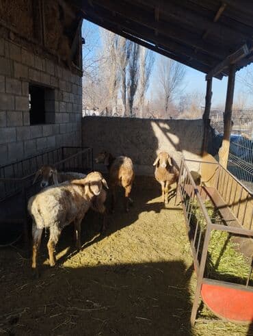 голуби птицы животный: Продаю | Ягненок | Арашан | Для разведения | Ярка — 6