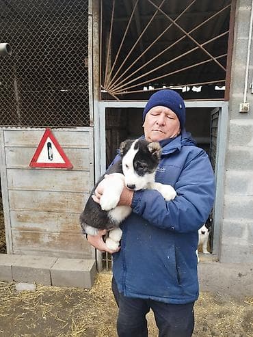 кангал шенки: Шикарные Щенки САО . Среднеазиатской Овчарки ХОРОШИХ КРОВЕЙ !!! — 7