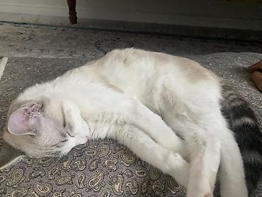 бенгальская кошка домашняя: Котёнок с голубыми глазами - Окрас: светлый кремово-белый с серыми — 1