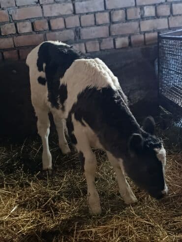 где можно купить молодых кур несушек: Продаю | Тёлка, Музоо, торпок | Голштин | Для разведения, Для молока | Не стельные, Искусственник — 2